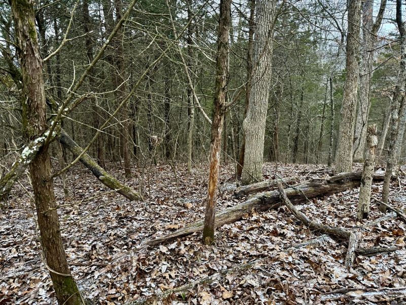 57 +/- Conley Road, Morning View, KY 41063 Photo 7