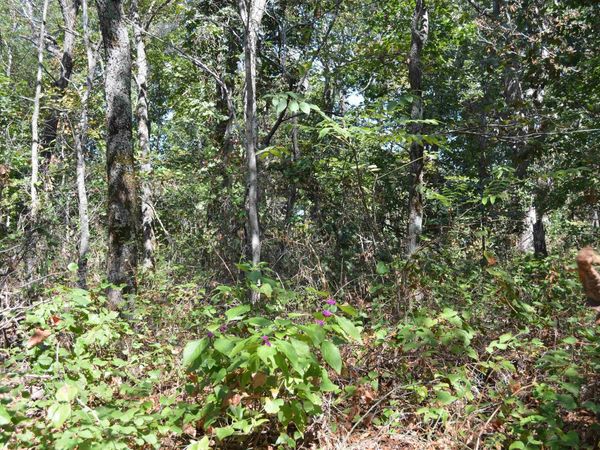 Lot 21 Cooper Point Subdivision , Mountain View, AR 72560