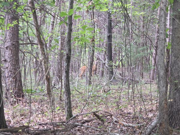 0 Doe Run RD , Rocky Mount, VA 24151
