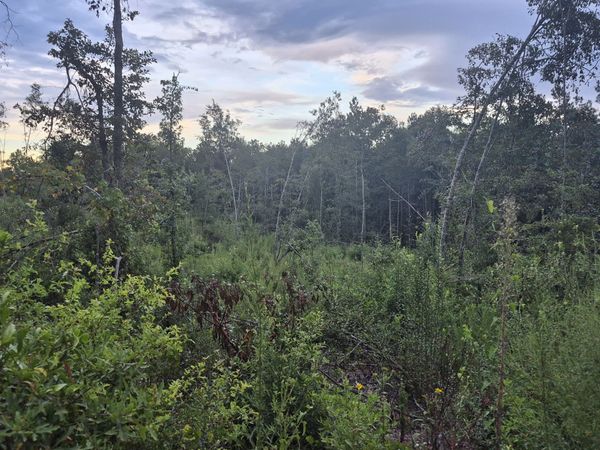 0 Antioch Church Road, Evergreen, AL 36401