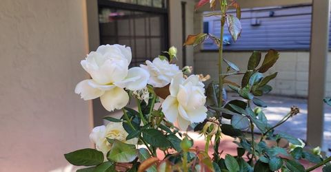 22204 Spruce Street, Floriston, CA 96111 Photo