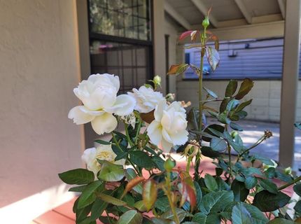22204 Spruce Street, Floriston, CA 96111 Photo