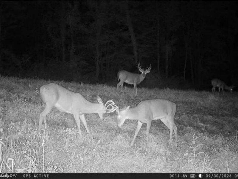 Yoker Valley Road, Quaker City, OH 43773 Photo 48