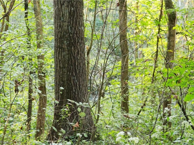 Yoker Valley Road, Quaker City, OH 43773 Photo 8