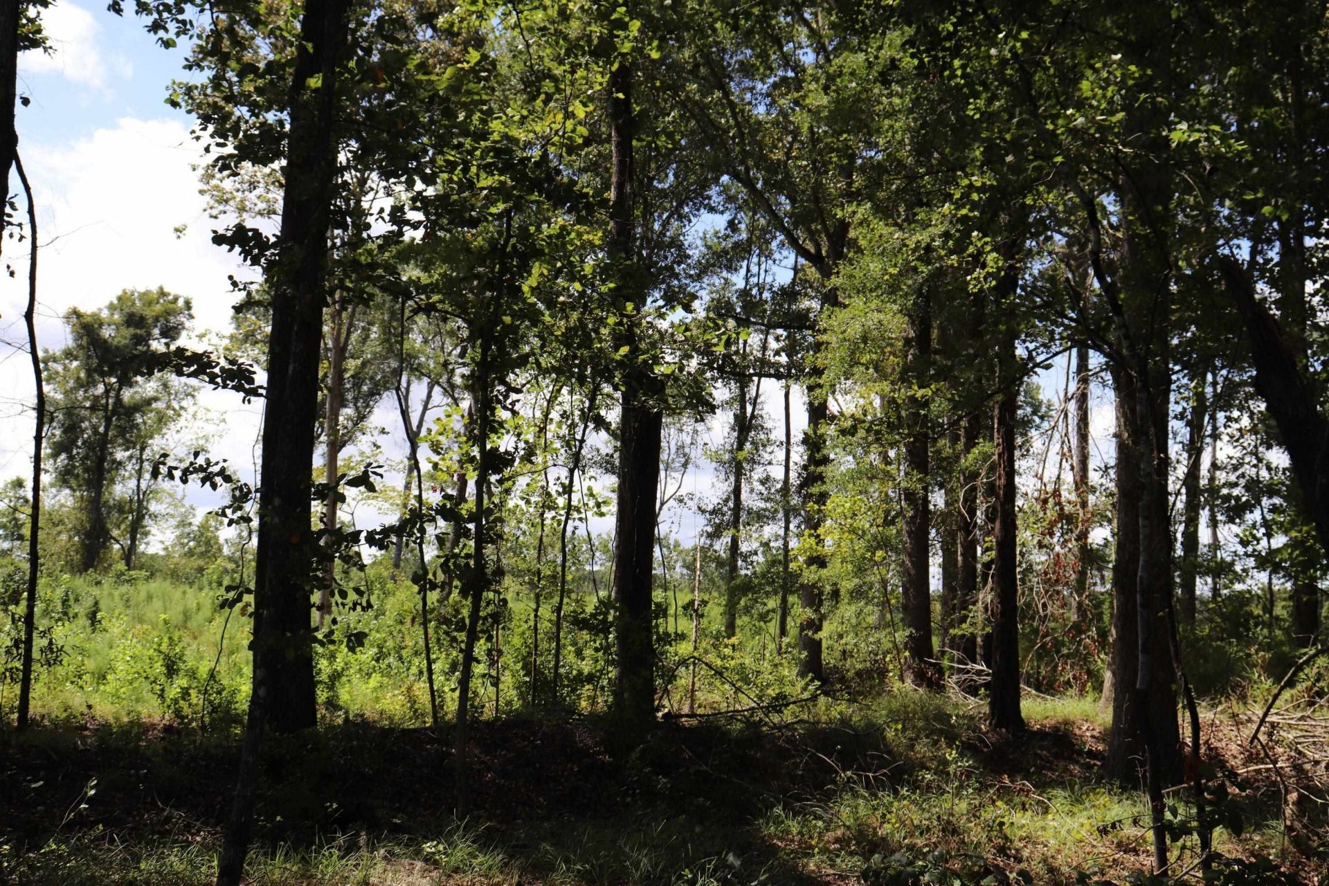 0 Old Forreston Rd. Photo 12