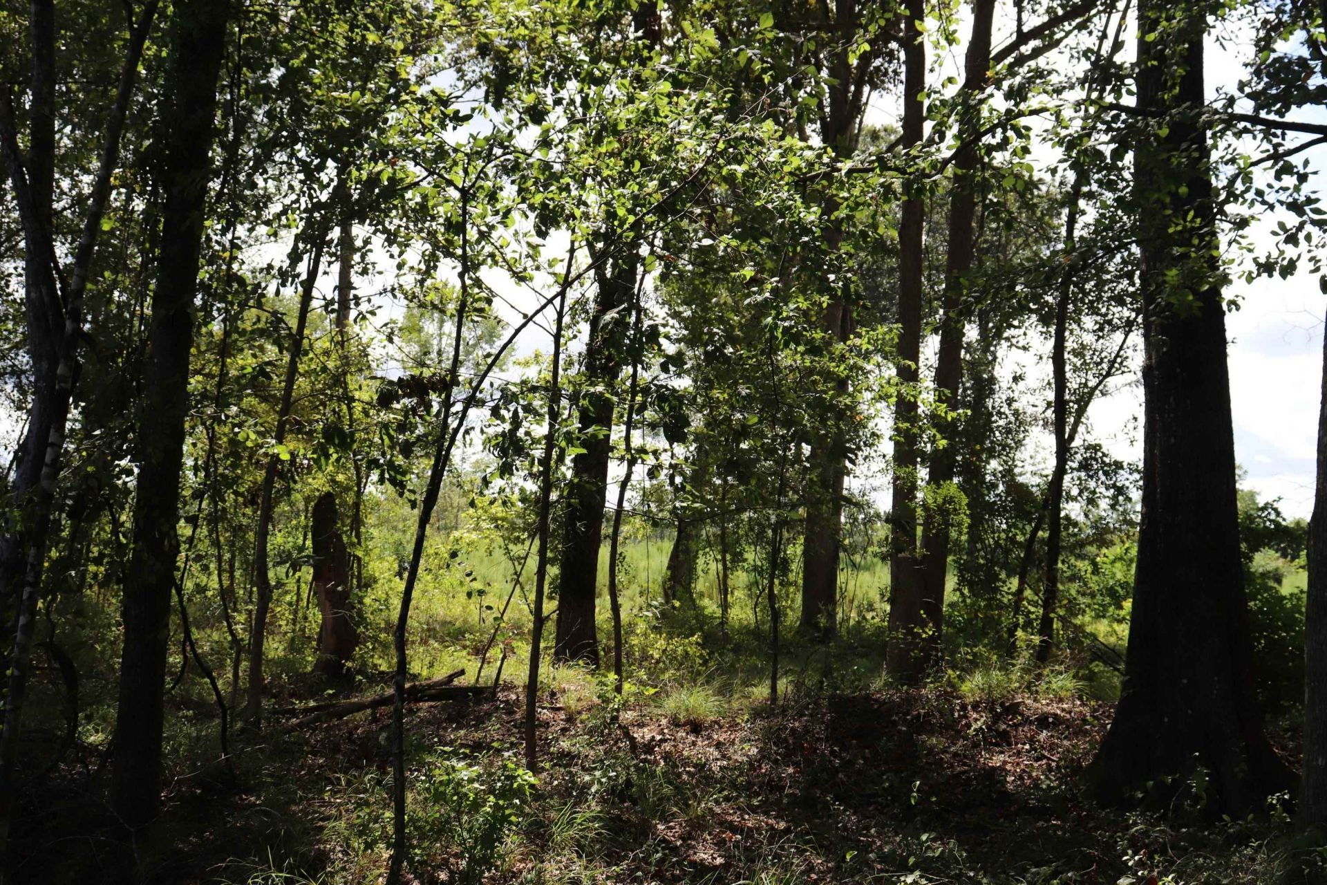 0 Old Forreston Rd. Photo 8
