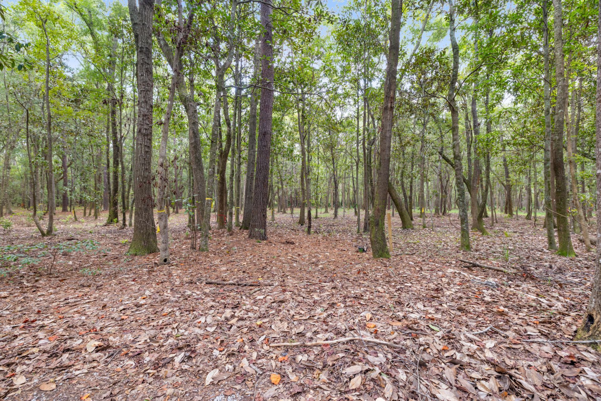 2961 Hut Road Photo 35