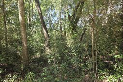 1026c Mathis Ferry Road photo 4