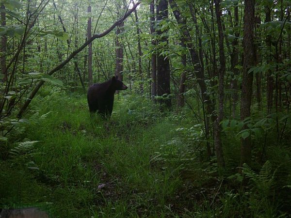 TBD Wolf Creek Road , Fleming Twp, MN 55704