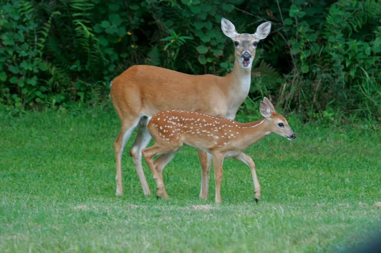 825 Himalayan Run, Bradenton, FL 34212 Photo
