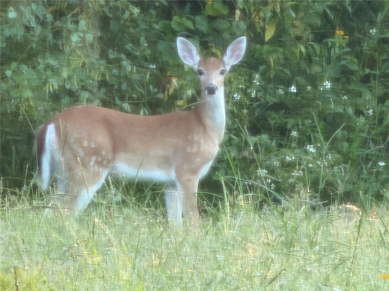 825 Himalayan Run, Bradenton, FL 34212 Photo