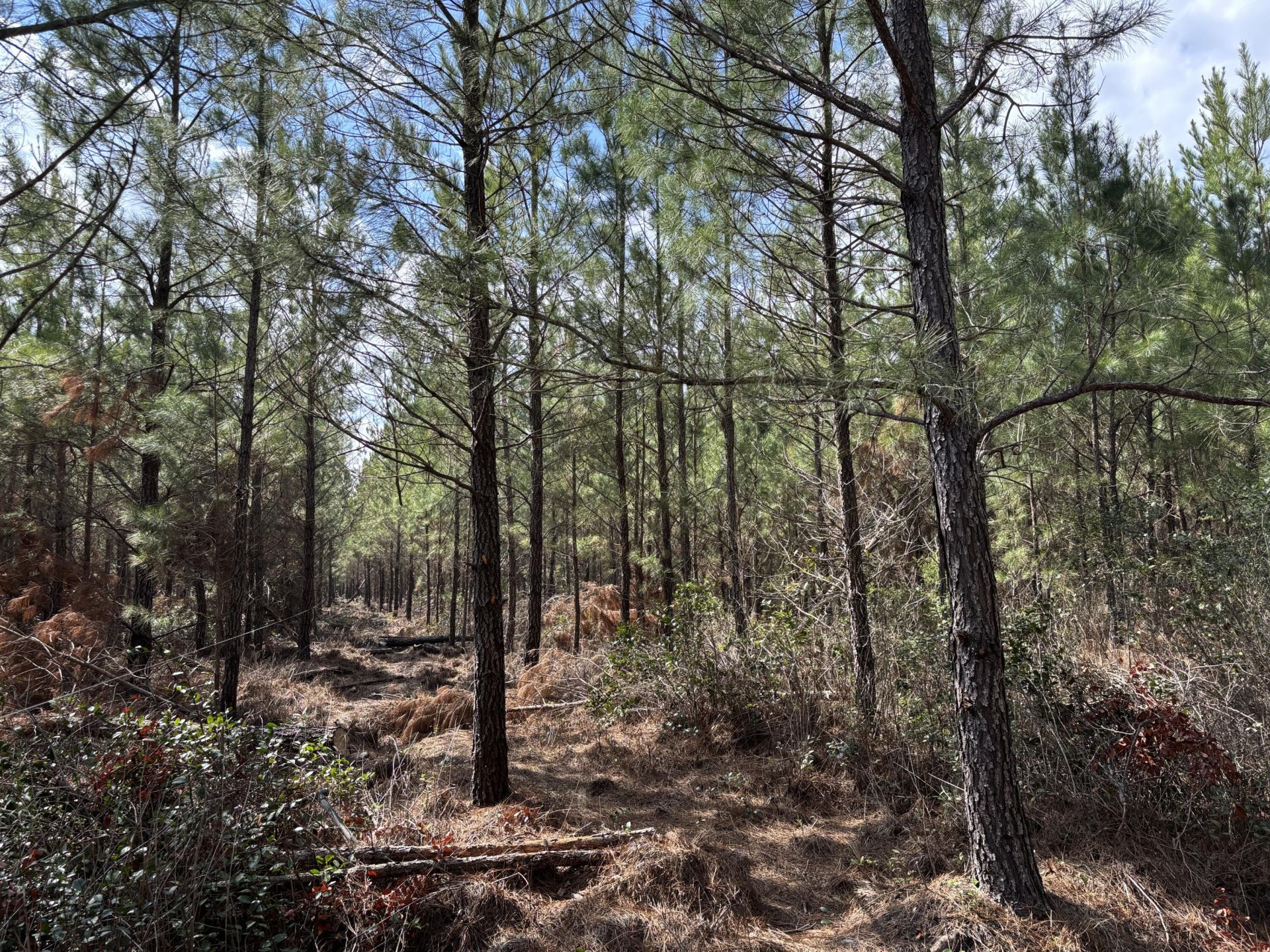 Tbd Red Oak Road Photo 4