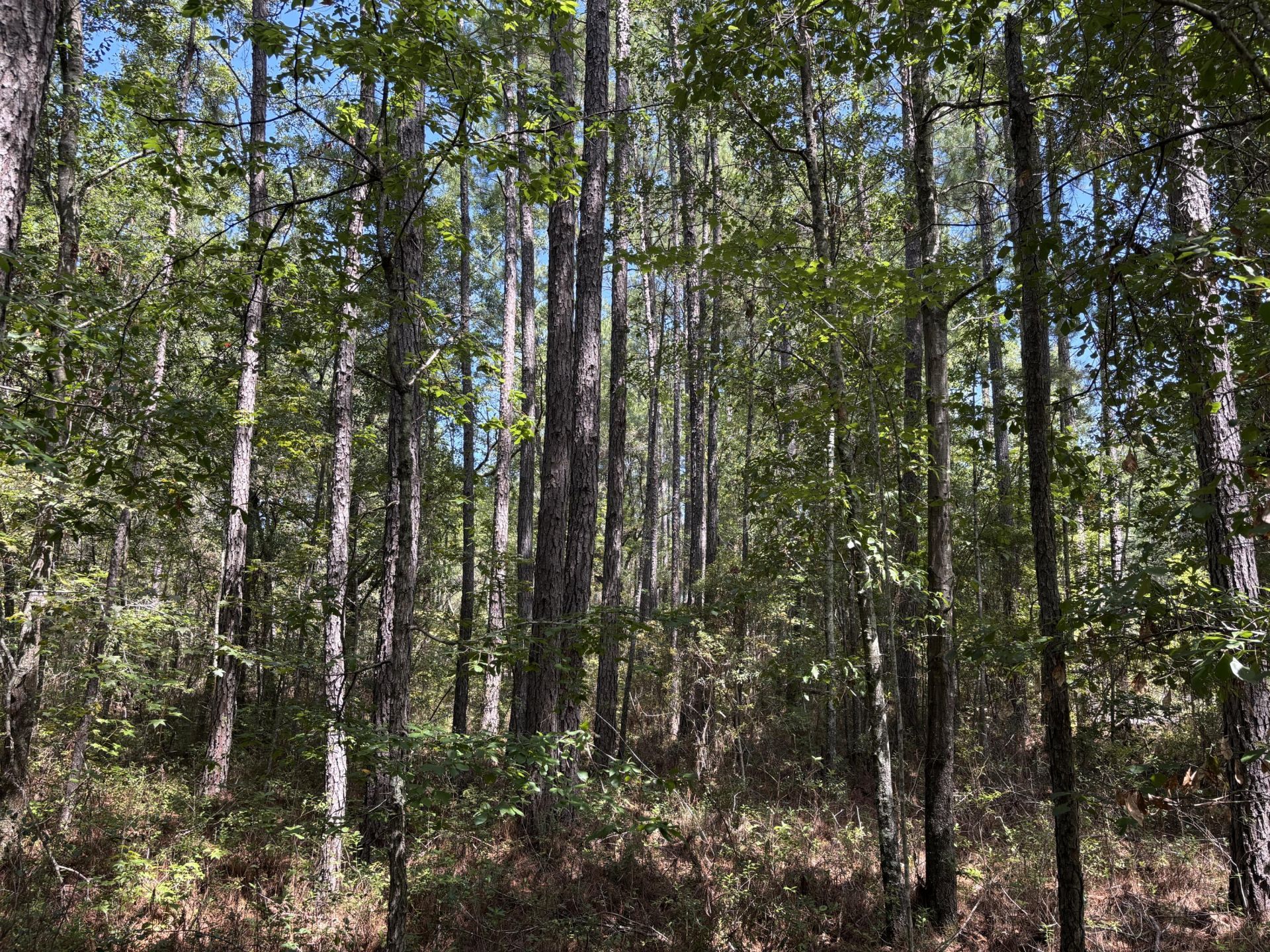 Tbd Red Oak Road Photo 6