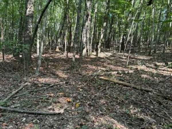000 BALL PARK Rd, Phil Campbell, AL 35581