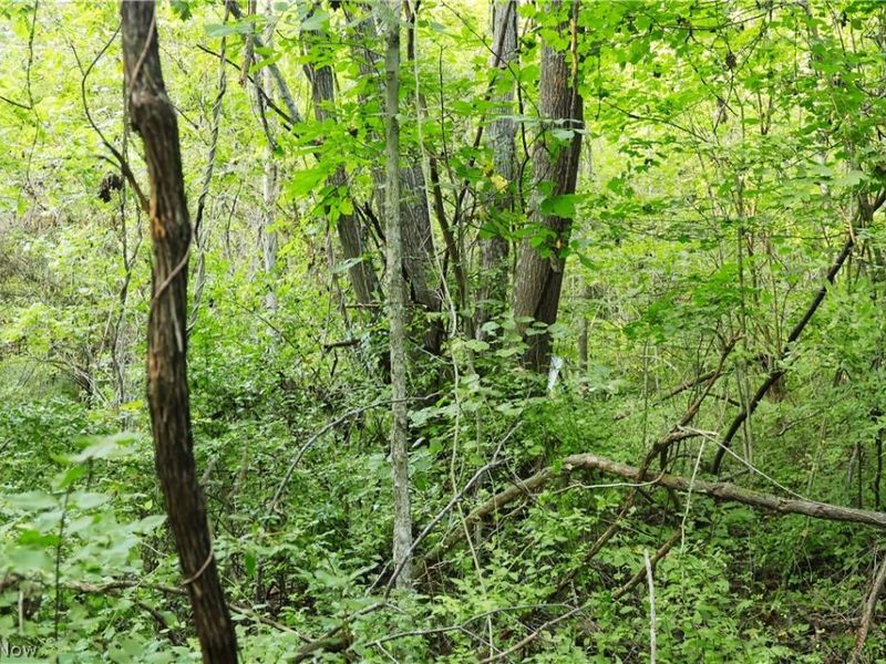 Groves Hill RD, Caldwell, OH 43724 Photo 17
