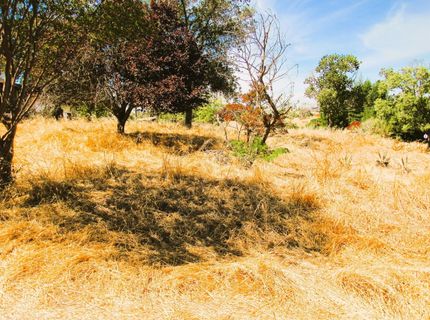 3390 Flint Trl, Ione, CA 95640 Photo