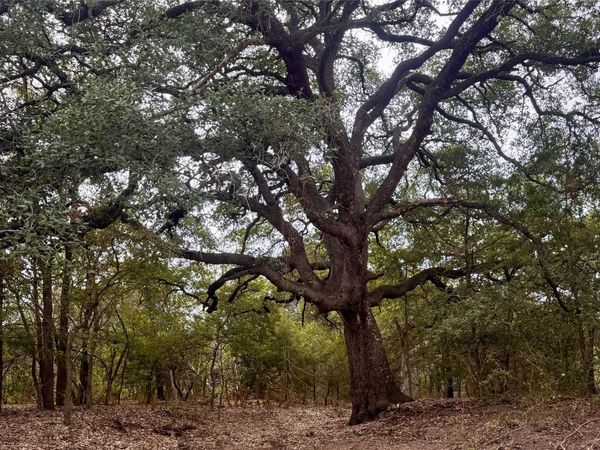 12 Acres Mt. Pleasant, Cedar Creek, TX 78612