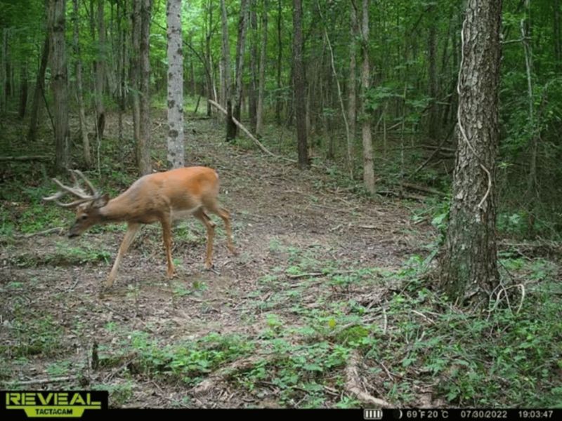 175 Comer School House Road, Oak Hill, OH 45656 Photo 59