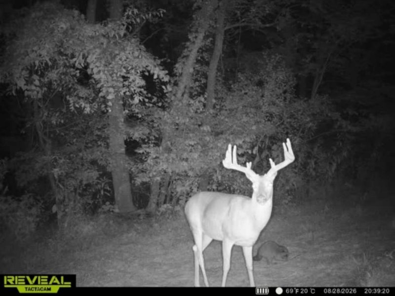 175 Comer School House Road, Oak Hill, OH 45656 Photo 68