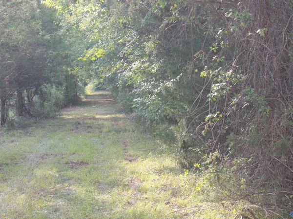 39 Acres Culver Road, Falkville, AL 35622