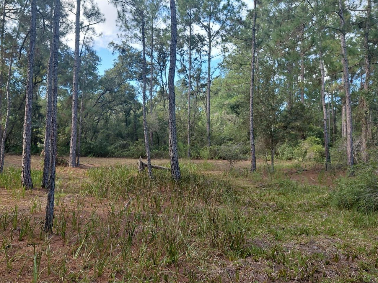 Grindstone Drive , Webster, FL 33597 Photo