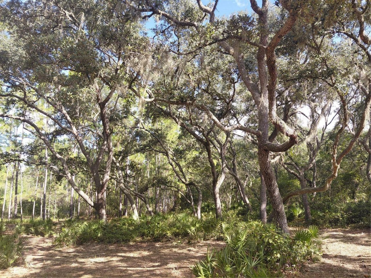 Grindstone Drive , Webster, FL 33597 Photo