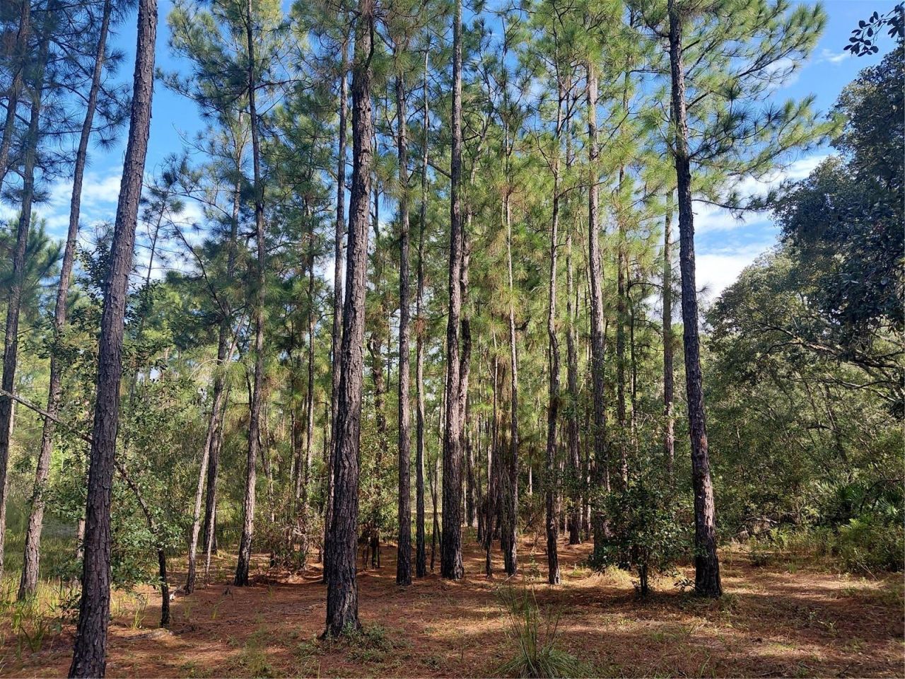 Grindstone Drive , Webster, FL 33597 Photo