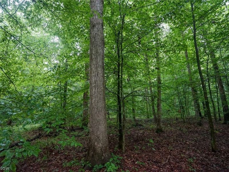 Duncanson Rd, OH 45172 Photo 17