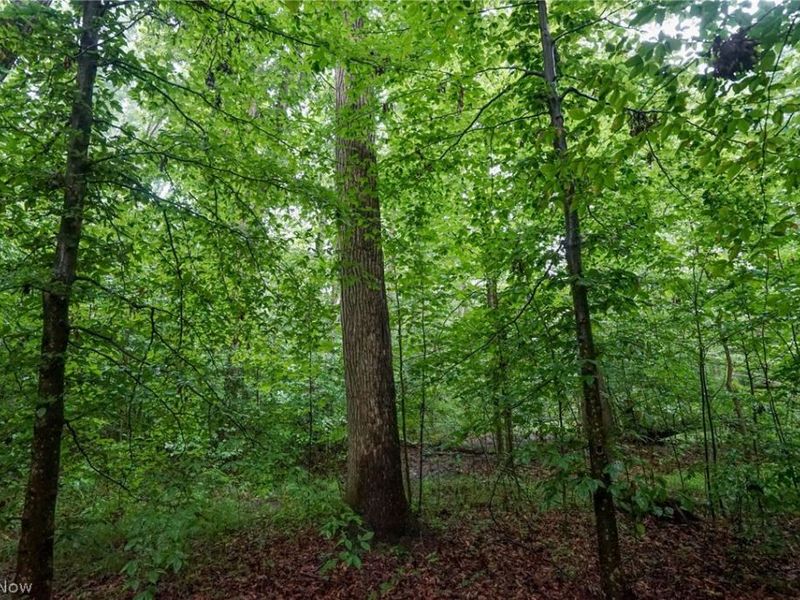 Duncanson Rd, OH 45172 Photo 23