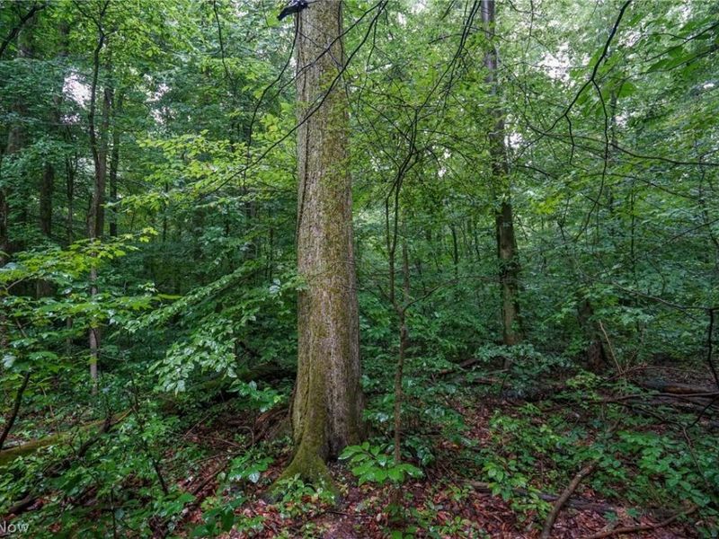 Duncanson Rd, OH 45172 Photo 38