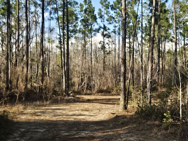 0 Mill Branch Club Rd Lot 1M Road, Nevils, GA 31321