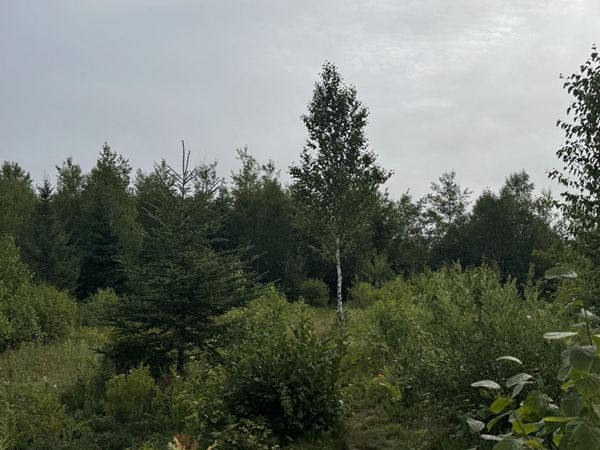 234 Wilcox Road , Trescott Twp, ME 04652