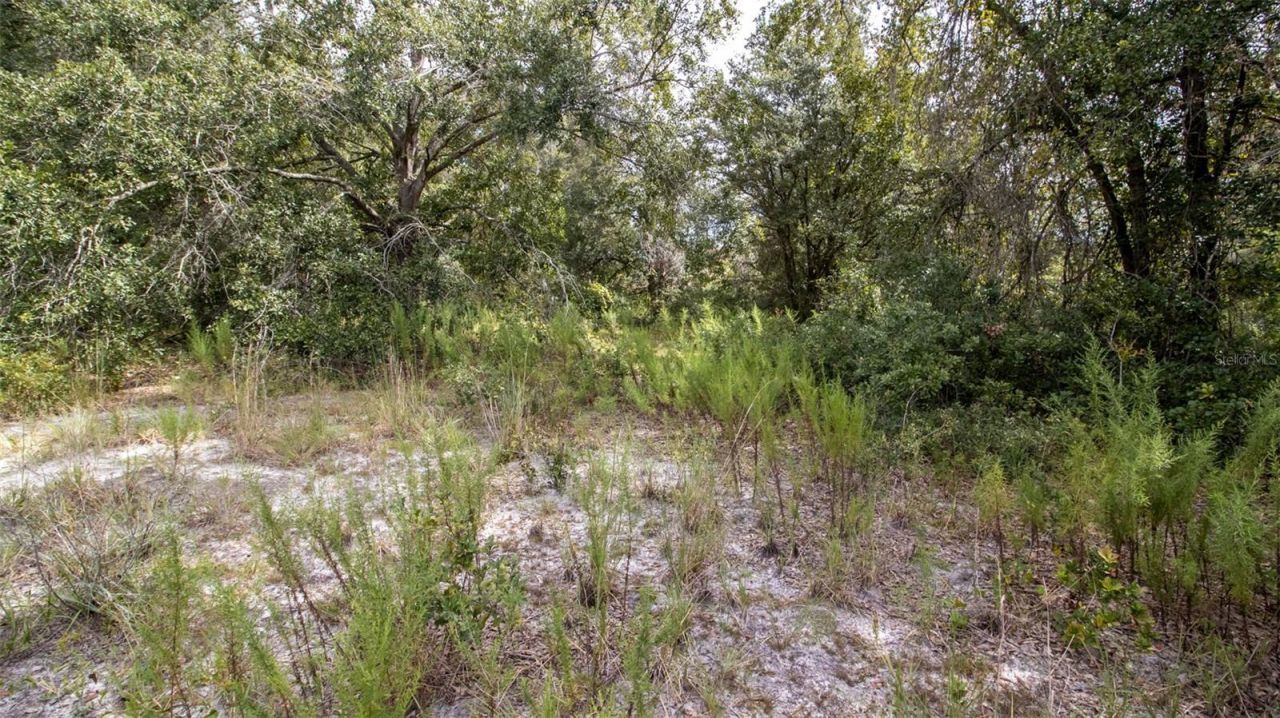 00 SW 80th Place, Hampton, FL 32044 Photo