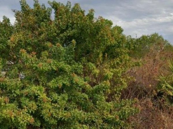 6010 ELAINE AVENUE N, LEHIGH ACRES, FL 33971