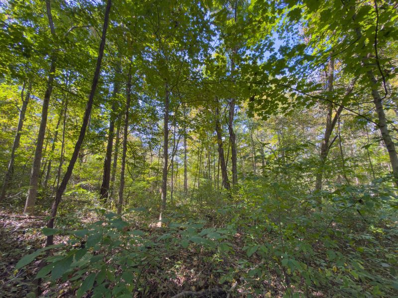 3930 Mcnally Road, Stockport, OH 43787 Photo 99