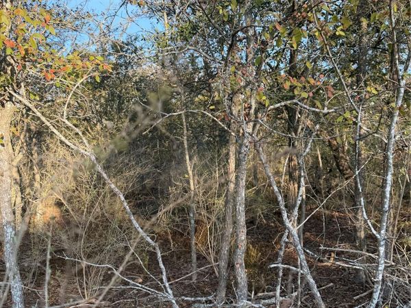 156 Helemano DR, Bastrop, TX 78602