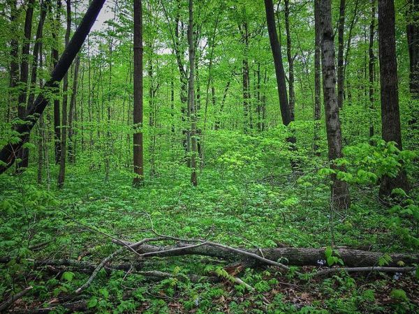 011 Forest Knoll, Dunlap, TN 37327