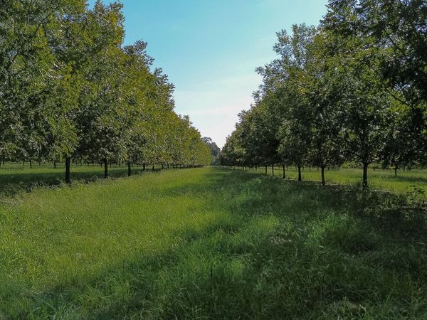 412 Old Plains Road, Plains, GA 31780