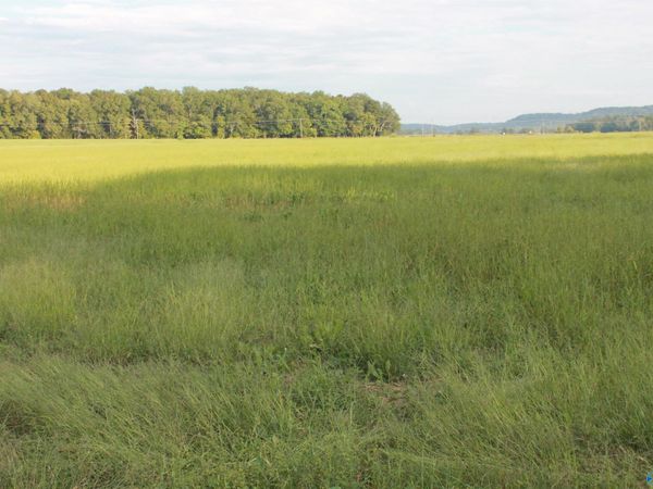 40 Acres Huckaby Bridge Road, Falkville, AL 35622