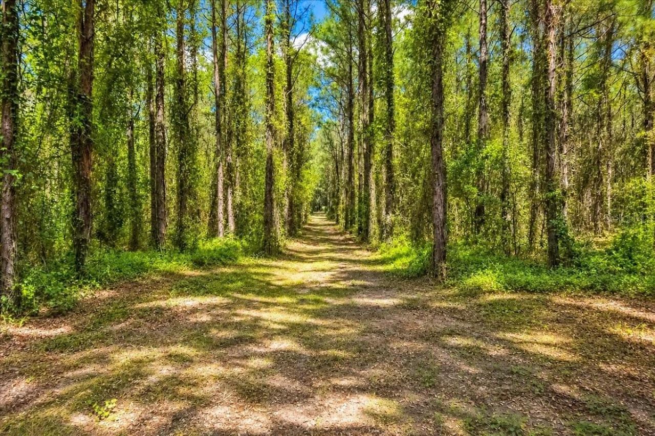 2451 NE 120th Street , Chiefland, FL 32626 Photo