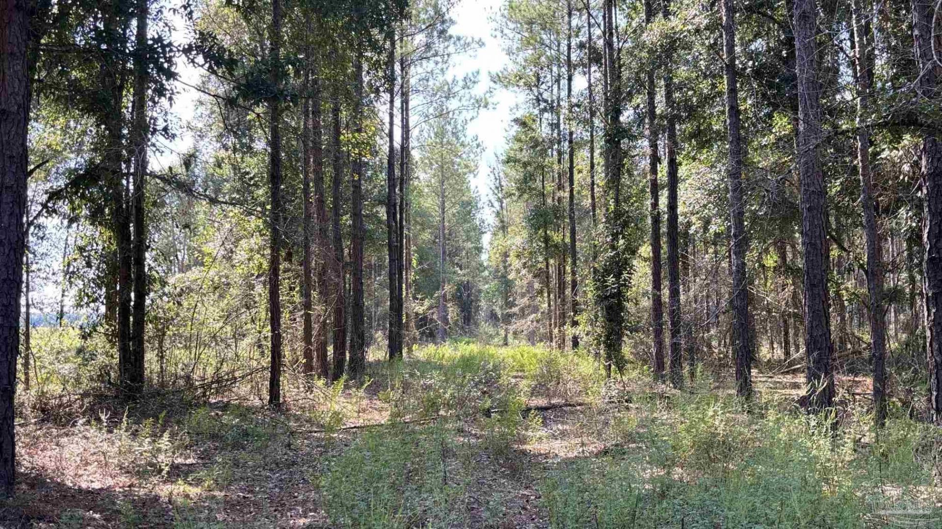Lot 74 Posie Forest Rd, Milton, FL 32570 Main Photo