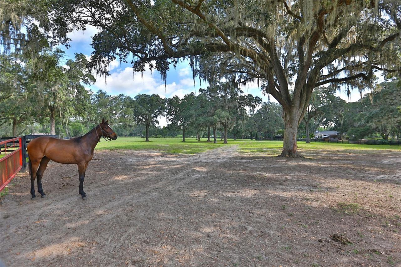 13450 NW Gainesville Road, Unit Option 2, Reddick, FL 32686 Photo