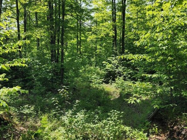 320 Trophy LN, Hessel, MI 49745