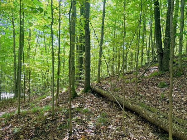 Trout Run, Bellaire, MI 49615
