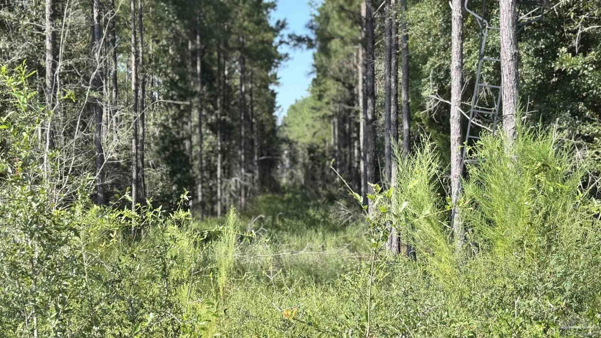 Lot 72 Posie Forest Rd, Allentown, FL 32570 Main Photo