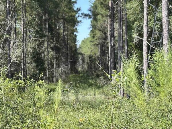 Lot 72 Posie Forest Rd, Allentown, FL 32570
