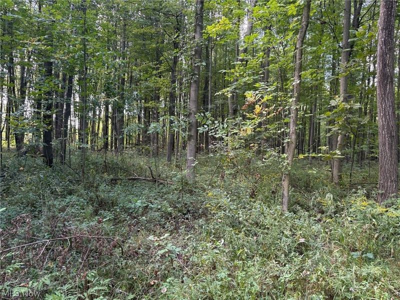 Center Road, Conneaut, OH 44030 Photo 3
