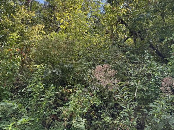 0 Progress Hill Boulevard , Unit 37, Pigeon Forge, TN 37863