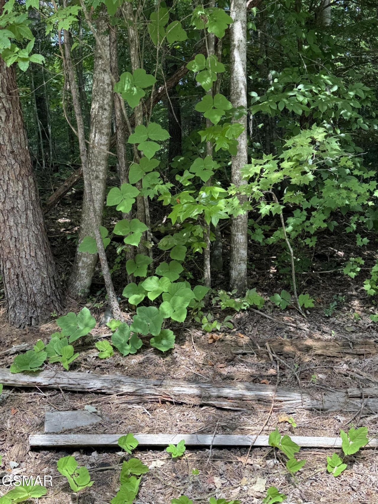 0 B Ogle Lane, Lot #20, Sevierville, TN 37876 Main Photo