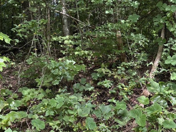 Progress Hill , Pigeon Forge, TN 37863